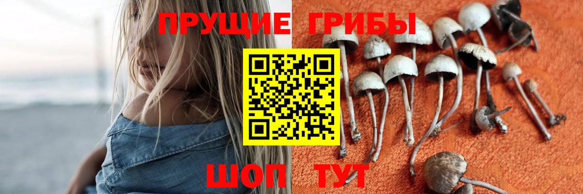 Киселёвск  Псилоцибиновые грибы мицелий  Вход с VPN 